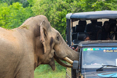 斯里兰卡一大象偷袭游客求食 几乎掀翻览车