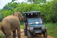 斯里兰卡一大象偷袭游客求食 几乎掀翻览车