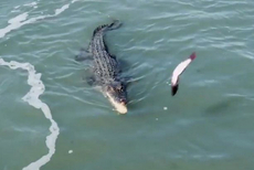 澳两男子捕鱼偶然引发巨鳄和鲨鱼水中抢食决斗