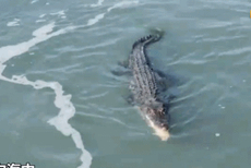 澳两男子捕鱼偶然引发巨鳄和鲨鱼水中抢食决斗