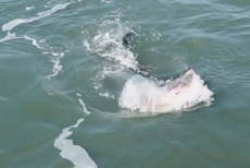 澳两男子捕鱼偶然引发巨鳄和鲨鱼水中抢食决斗