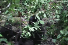 适者生存！黑猩猩头领遭篡权被围攻满脸鲜血