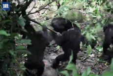 适者生存！黑猩猩头领遭篡权被围攻满脸鲜血