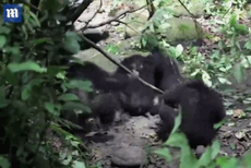 适者生存！黑猩猩头领遭篡权被围攻满脸鲜血