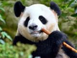 微软向Win10用户发布《大熊猫小熊猫》免费主题包