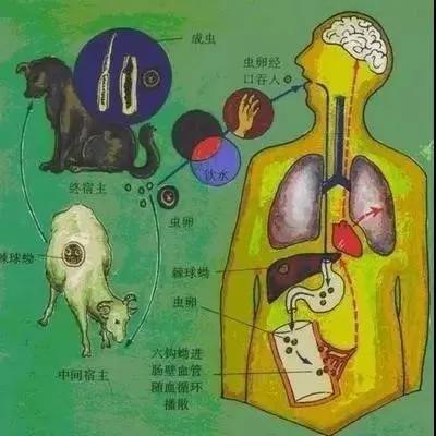 包虫病的传播(图片来源:华西超声 微信公众号)