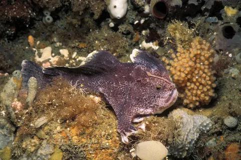 正在守护卵的齐氏手鱼(Brachiopsilus ziebelli) 图片来源:fishes of australia