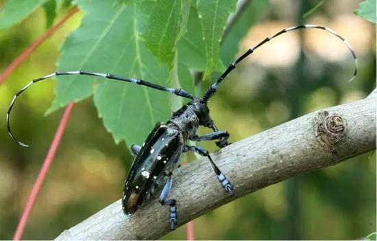 图5。光肩星天牛成虫 Anoplophora glabripennis,危害悬铃木、柳、杨等