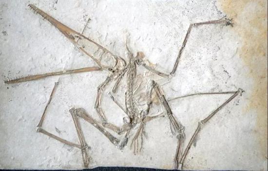 古老翼手龙(Pterodactylus antiquus)正型标本,当年居维业命名时没有按照使用拉丁语的规范,因此翼手龙的学名在1815年从Ptero-dactyle 改正为Pterodactylus 。图片来源:Wikimedia Commons