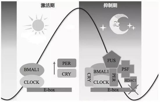 FUS 蛋白调控生物节律的分子机制。FUS 蛋白能将抑制基因表达的 PSF 和 HDAC1 蛋白招募到 PER、CRY 基因启动子区域来抑制 PER、CRY 的表达。