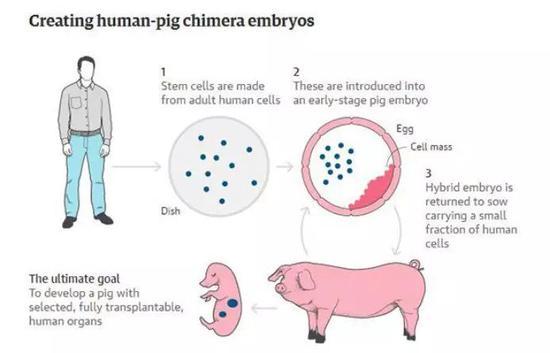 人猪嵌合胚胎的形成,用以“生产”可供人类使用的猪器官