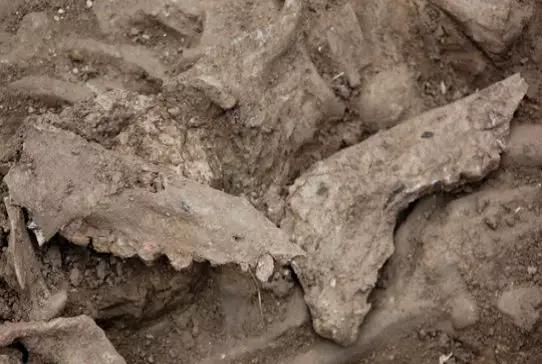 山东午台遗址(约4000年前)出土的猪骨(图片来源:http://www.jiaodong.net/news/system/2013/04/08/011861800.shtml)