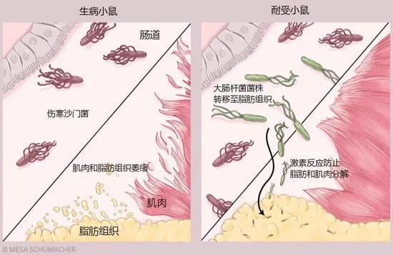 图2:哺乳动物的肠道内充满了共生细菌,这些细菌可能会增强我们对致病菌的耐受性。由伤寒沙门菌(Salmonella typhimurium)导致的严重感染有时会引起肌肉和脂肪组织萎缩。但研究人员发现,如果小鼠的肠道内有某种共生的大肠杆菌(symbiotic E。 coli),小鼠的组织就不会受到太大的损坏。如果向缺少这种共生菌的小鼠体内注入大肠杆菌菌株,当它们感染伤寒沙门菌时,这些菌株便会转移至脂肪组织,并在那里触发一种激素反应,防止脂肪和肌肉分解,从而帮助动物恢复健康(Science, 350:558–63, 2015) 图/MESA