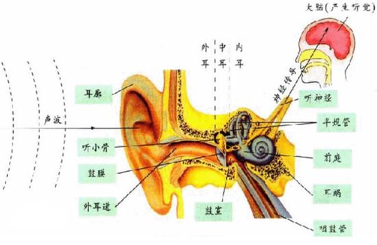听觉传到通路(图片来源:百度百科)