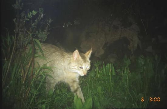 全球第一张荒漠猫的野外照片/供图:北京大学自然保护与社会发展研究中心