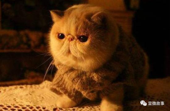 加菲猫