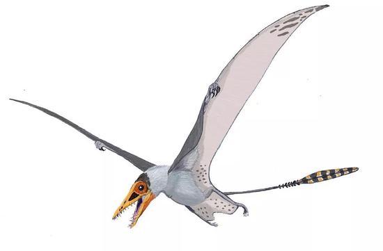 多毛索德斯翼龙(Sordes pilosus)复原图。图片来源:Wikimedia Commons