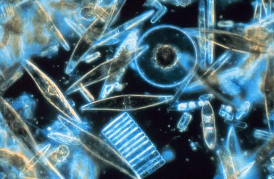 显微镜下的海生硅藻。图片:NOAA / wiki commons