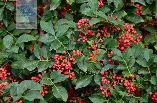 花椒(图片来源:中国植物图像库)