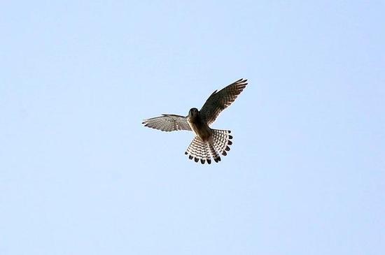 F6.3 1/500s ISO1600