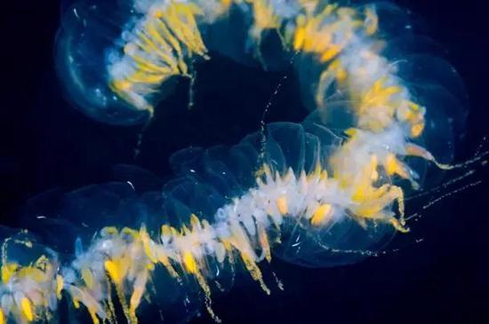 图片来源:monterey bay aquarium