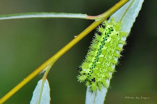洋辣子你试过吗?图片:Logan Lai / flickr