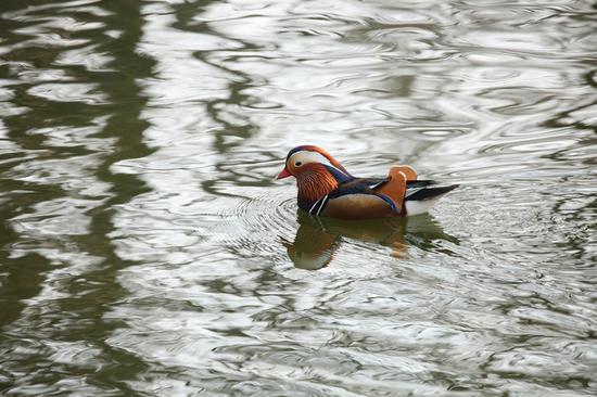 焦距:400mm 光圈:f/8.0 ISO感光度:1600