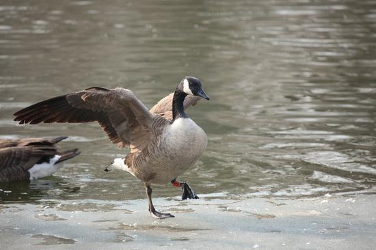 焦距:400mm 光圈:f/6.3 ISO感光度:1600