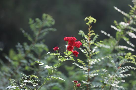 焦距:200mm 光圈:f/4.0 ISO感光度:100