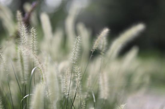 焦距:105mm 光圈:f/1.8 ISO感光度:100