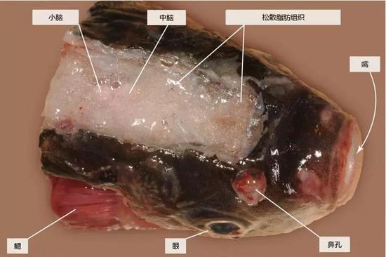 图 7 除去头骨背侧示意图(图片来源:Lőw P et al。 , /Atlas of Animal Anatomy and Histology。 Springer, Cham, 2016: 173-212。)