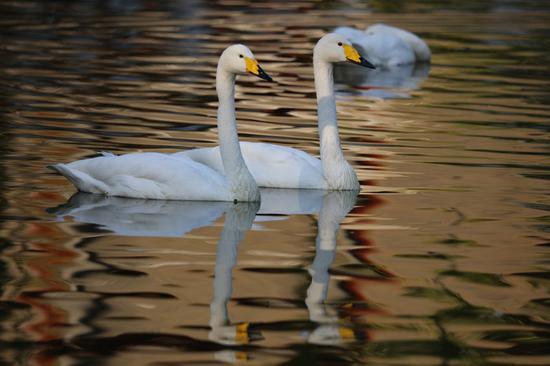 焦距:600mm 光圈:f/6.3 ISO感光度:320