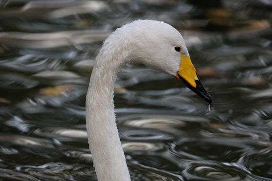 焦距:600mm 光圈:f/6.3 ISO感光度:3200