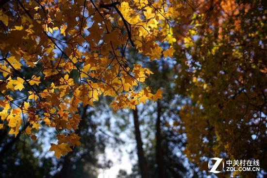 索尼FE 24mm F1.4 GM镜头样张