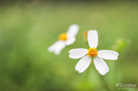 快门:1/1250秒 光圈:F1.8 ISO:100