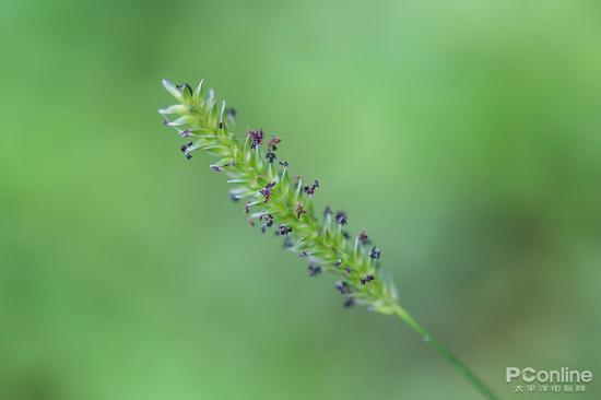 快门:1/640秒 光圈:F1.8 ISO:100