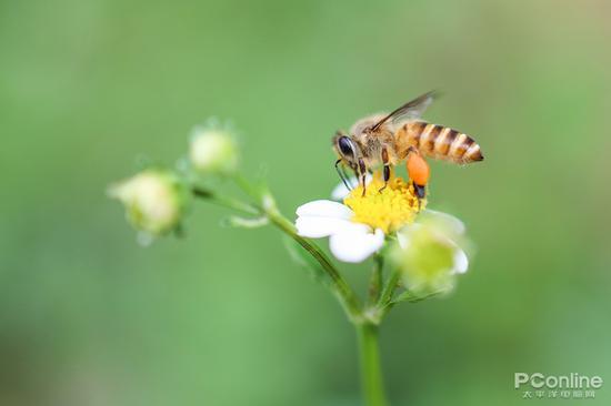 快门:1/1250秒 光圈:F1.8 ISO:100