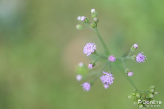 快门:1/500秒 光圈:F1.8 ISO:100