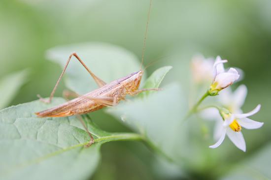 Canon EOS R+RF35mm F1.8 MACRO IS STM