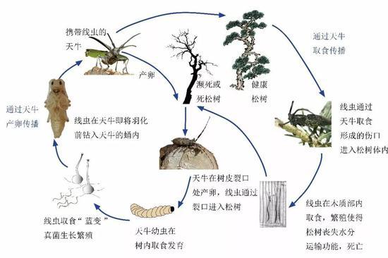 松材线虫的危害方式。图片来源:宁波出入境检验检疫技术中心