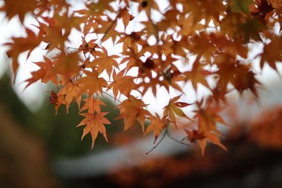 F1.2 1/1600s ISO100