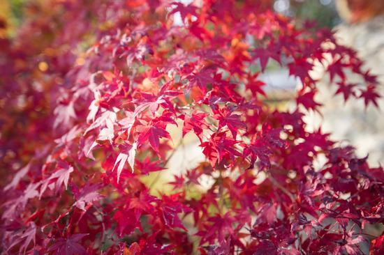 腾龙SP 15-30mm F/2.8 Di VC USD G2+EOS 5D Mark IV