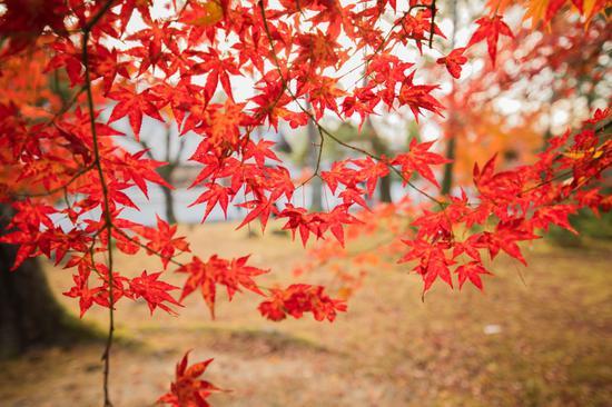 腾龙SP 15-30mm F/2.8 Di VC USD G2+EOS 5D Mark IV