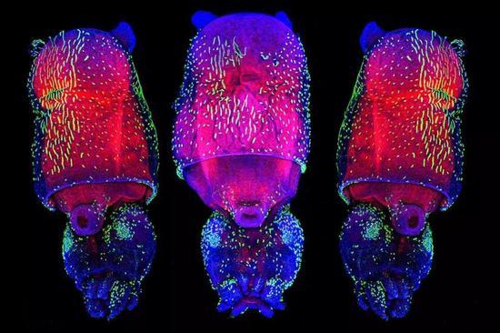 WANG CHI LAU/EMBRYOLOGY COURSE AT THE MARINE BIOLOGICAL LABORATORY