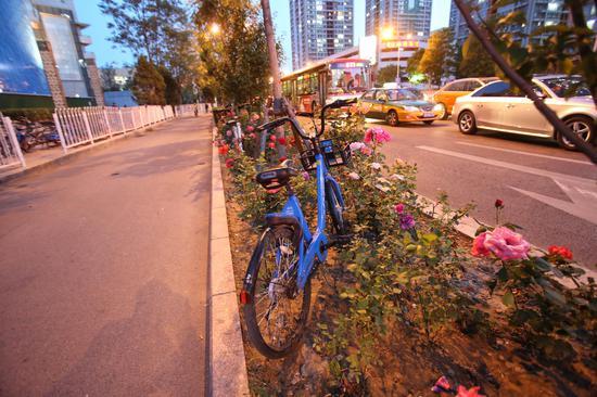 朝阳区大望路地铁站周边的绿化带和主辅路隔离带内停满了各个品牌的共享单车。 新京报记者 王贵彬 摄