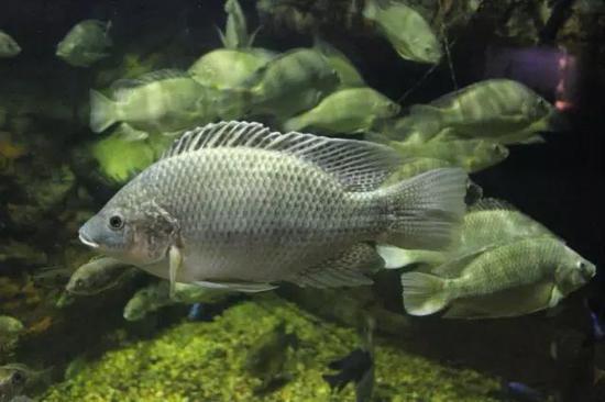 罗非鱼Oreochromis mossambicus(源自维基百科)