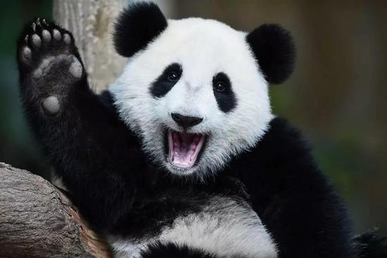 图片来源:www.telegraph.co.ukscience20160904giant-panda-no-longer-endangered-species-say-conservationists