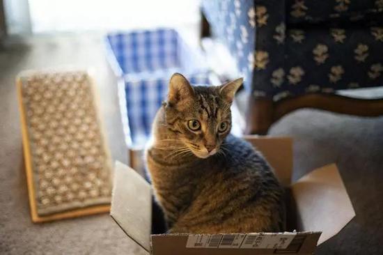 薛定谔选猫作为实验对象是不是因为猫爱钻盒子……图片来源:Unsplash