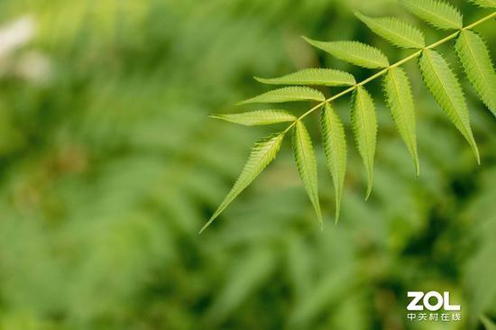 使用400mm长焦端拍摄树叶,大光圈背景虚化效果很好