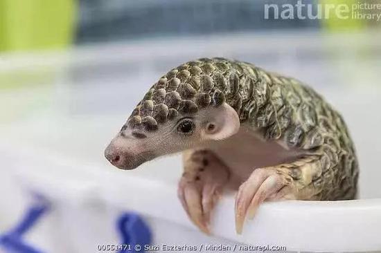 穿山甲 (图片来源:https://www.naturepl.com/stock-photo-manis-pentadactyla-nature-image00551471.html)